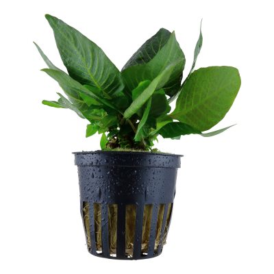 Hygrophila corymbosa 'Compact' - Planta para aquários tropicais