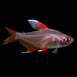 Hyphessobrycon ornatus white fin 3cm