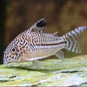 Corydora Julii 3-3.5cm