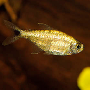 Hemigrammus rodwayi 2-3cm