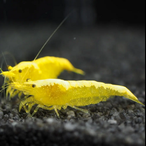 Neocaridina amarelo fogo 1.5-2.0cm