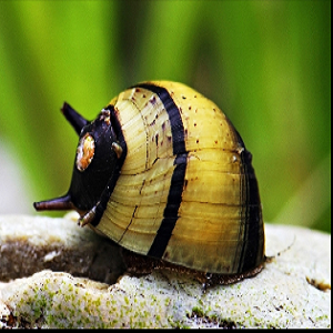 Caracol CLITHON CORONA