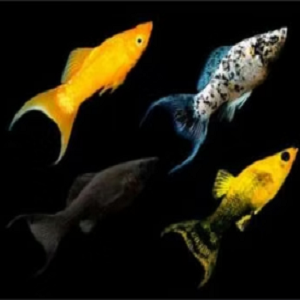 MOLLY LYRA SORTIDO M