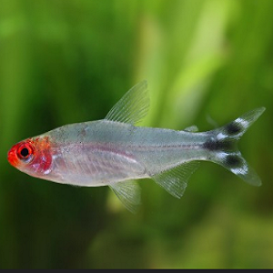 Peixe translúcido com cabeça vermelha nadando em aquário com plantas verdes.