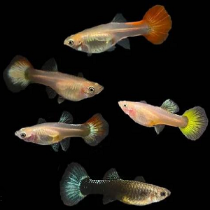 Cinco peixes pequenos com caudas largas coloridas em fundo preto