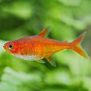Hyphessobrycon amandae 2cm