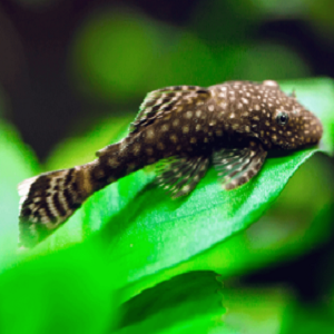 Ancistrus Sp. 3.5-4.0cm