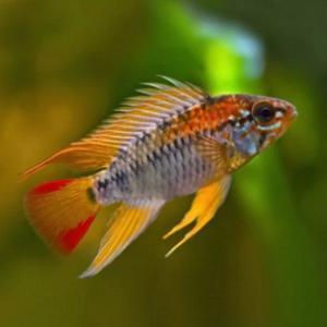 Apistogramma Viejita 3-4cm