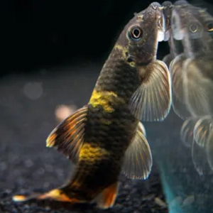 Garra Flavarta 2.5-3.0cm