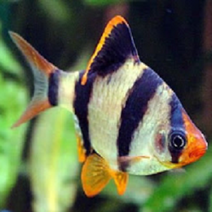 PUNTIUS TETRAZONA 2-3cm