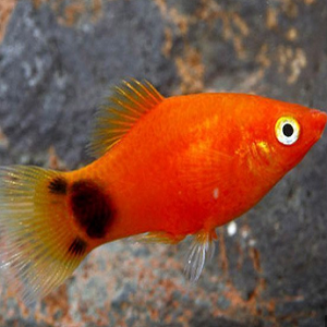 Platy coral vermelho mickey 3-3.5cm
