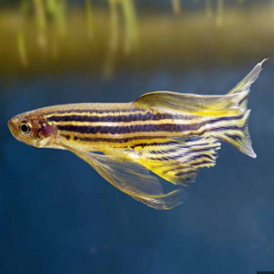 Danio Rerio veu 3-3.5cm