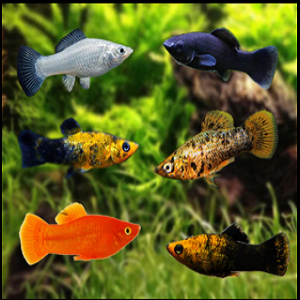 Seis peixes vivos coloridos em aquário com plantas verdes ao fundo