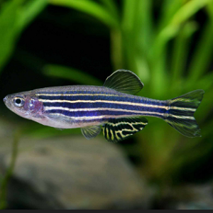 Danio Rerio 3-3.5cm