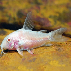 Corydora Paleatues albina 3-3.5cm