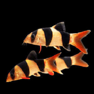 Chromobotia macracanthus 4-4.5cm