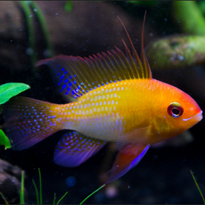 Peixe amarelo com tons roxos e azuis em aquário