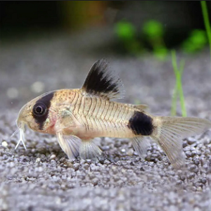 Corydora Panda 2.5-3.0cm