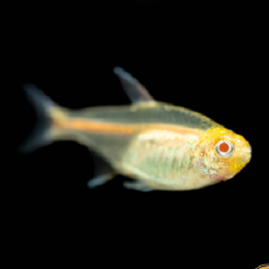 Hemigrammus erythrozonus Albino