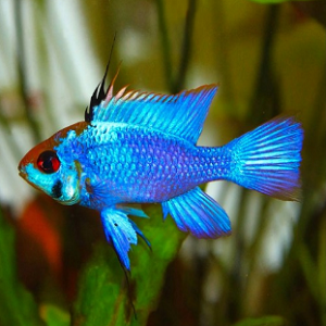 Peixe tropical azul com cabeça vermelha em ambiente aquático com plantas
