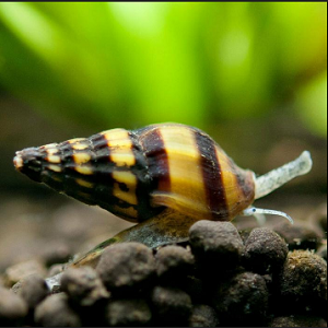 Caracol ANENTOME HELENA
