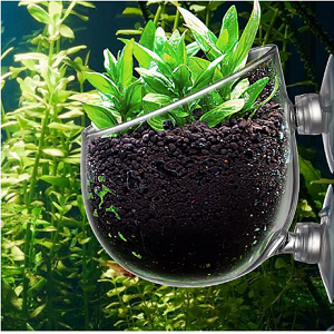 AA copos de vidro plantas