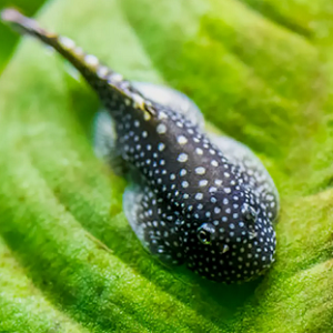 Gastromyzon punctulatus