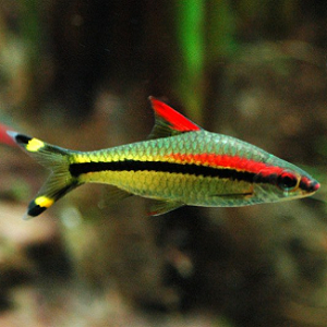 Sahyadria Denisoni 3.5-4.0cm