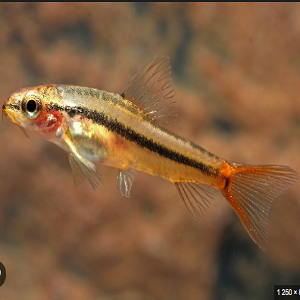 Physoschistura mango 3-4cm