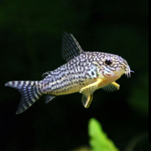 Corydora Sterbai 2.5-3.0cm