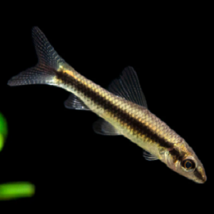 Crossochelius siamensis SAE 3.5-4cm