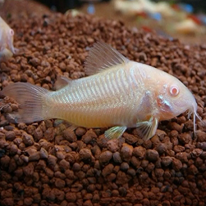 Corydora aneus Albina 3-3.5cm