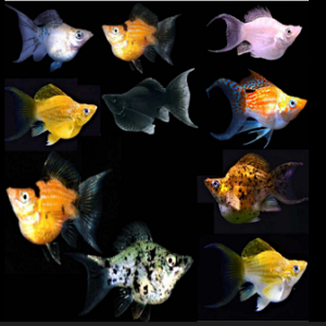 Dez peixes tropicais coloridos sobre fundo preto