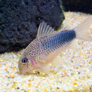 Corydora Similis 2.5-3.0cm
