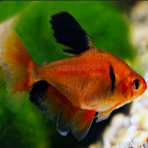 Hyphessobrycon callistus hi-fin 3cm