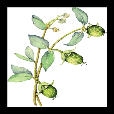 PROPRIEDADES ÓLEO VEGETAL DE JOJOBA