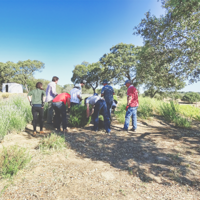 Consultoria/ visitas técnicas