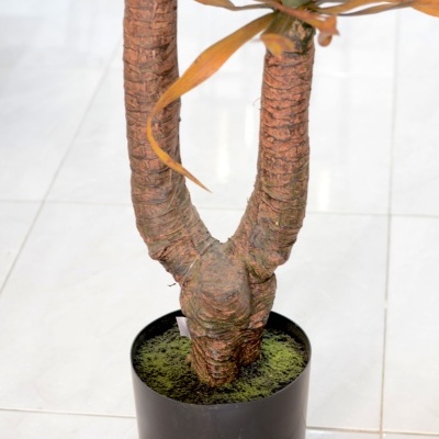 Planta Decorativa