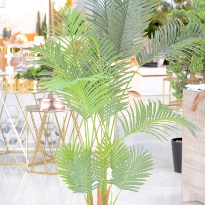 Planta Decorativa