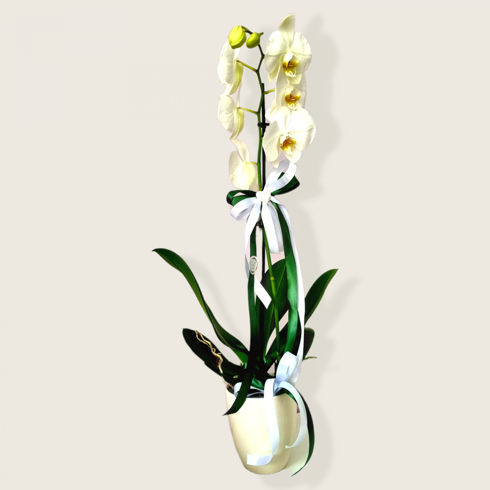 Orqu&#x00ED;dea