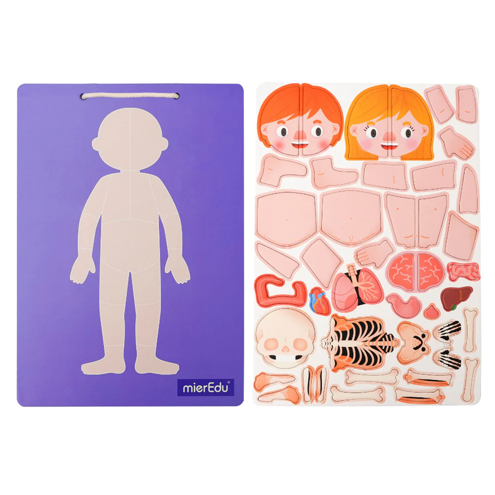Magnetic Pad - Anatomia Humana