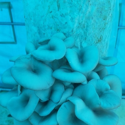 Substratos colonizados prontos a produzir