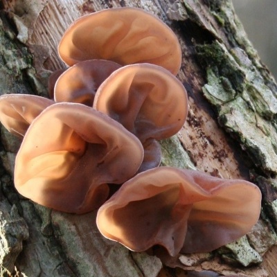 Substratos colonizados prontos a produzir