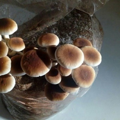 Substratos colonizados prontos a produzir