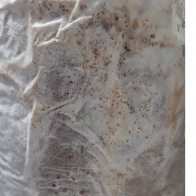 Substratos colonizados prontos a produzir