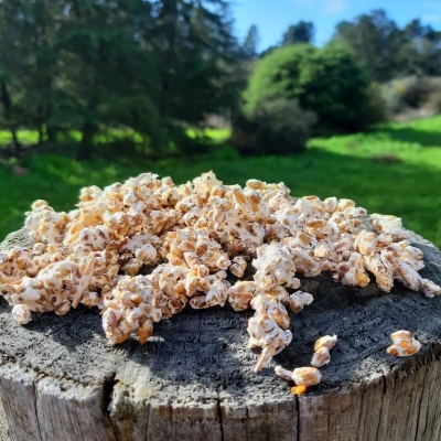 Micélio em grão | Espécies de Pasteurização