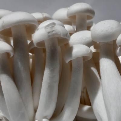 Substratos colonizados prontos a produzir