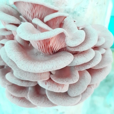 Substratos colonizados prontos a produzir