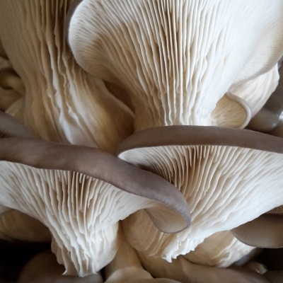 Substratos colonizados prontos a produzir