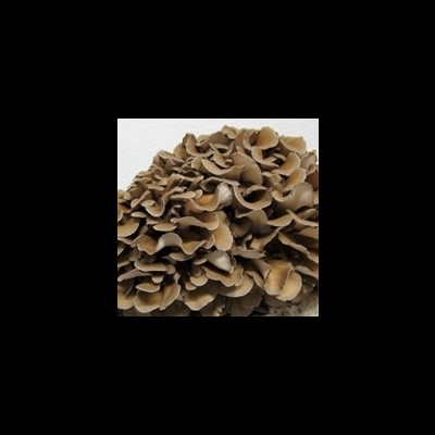 Substratos colonizados prontos a produzir